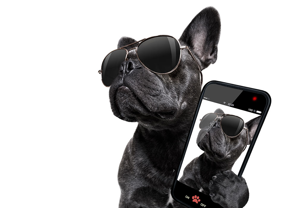 image of a dog taking a selfie